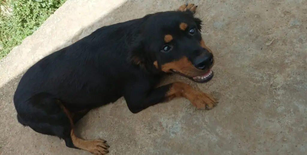 Rottweiler lying down