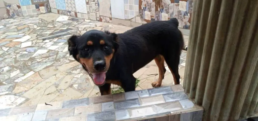 Rottweiler waiting to eat