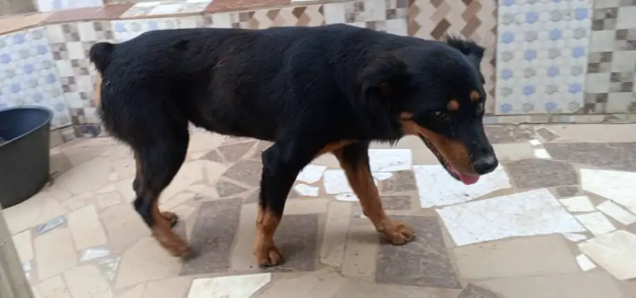 Rottweiler standing