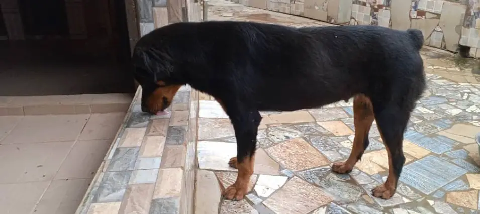 What To Do If Your Rottweiler Refuses To Eat