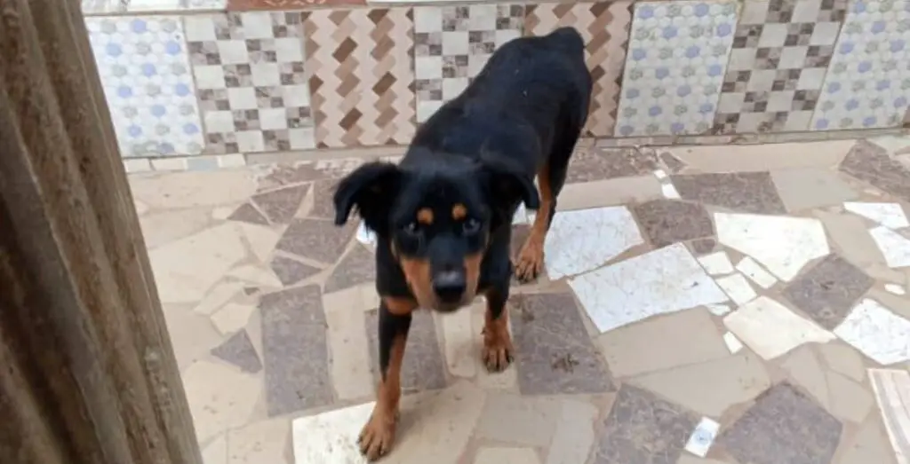 Rottweiler begging for food