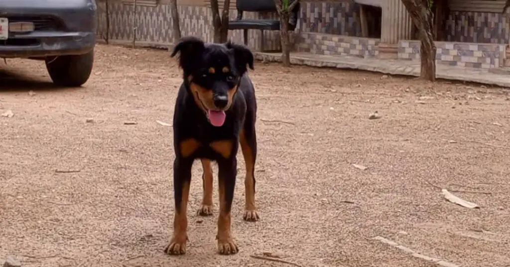 Rottweiler standing