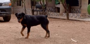 Exercising Your Rottweiler