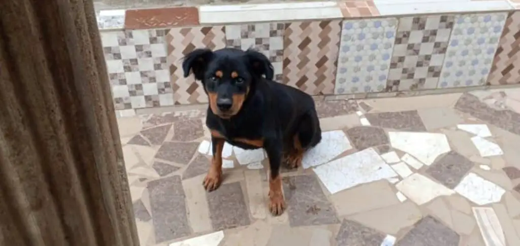 Rottweiler sitting