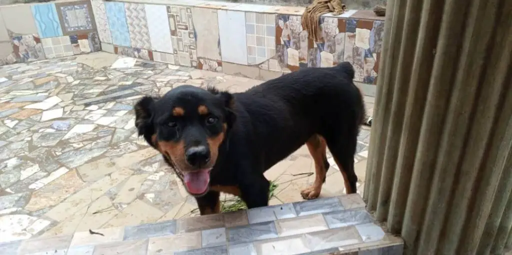 My rottweiler