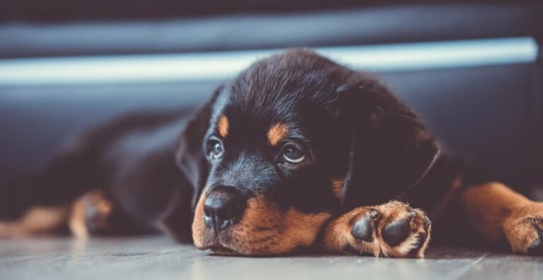 Identifying a Sick Rottweiler