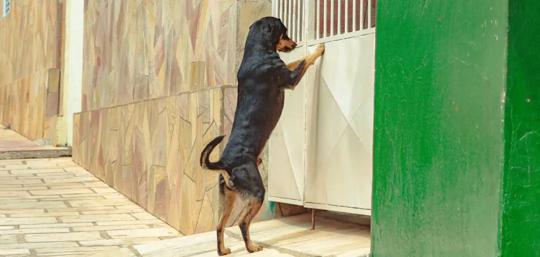 Rottweiler Training Mistakes