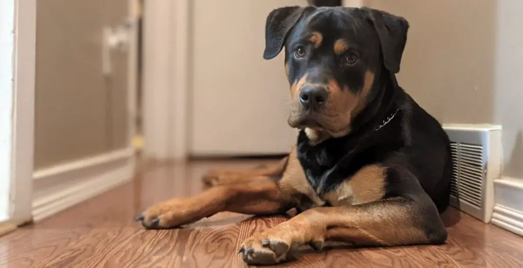 A tired Rottweiler