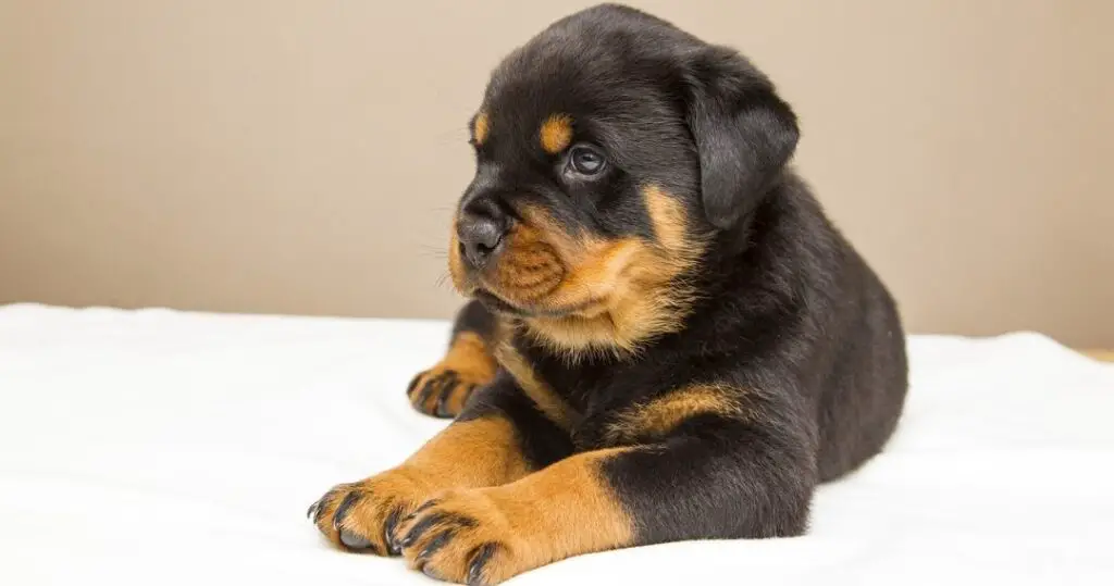 Rottweiler puppy on bed