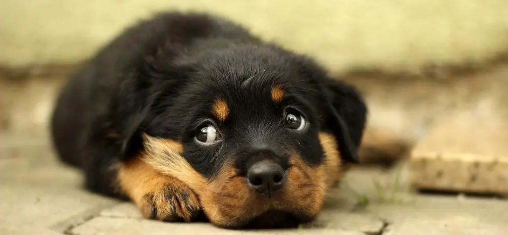 Rottweiler puppy laying down