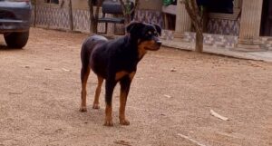 Can Rottweilers Be Friendly to Strangers