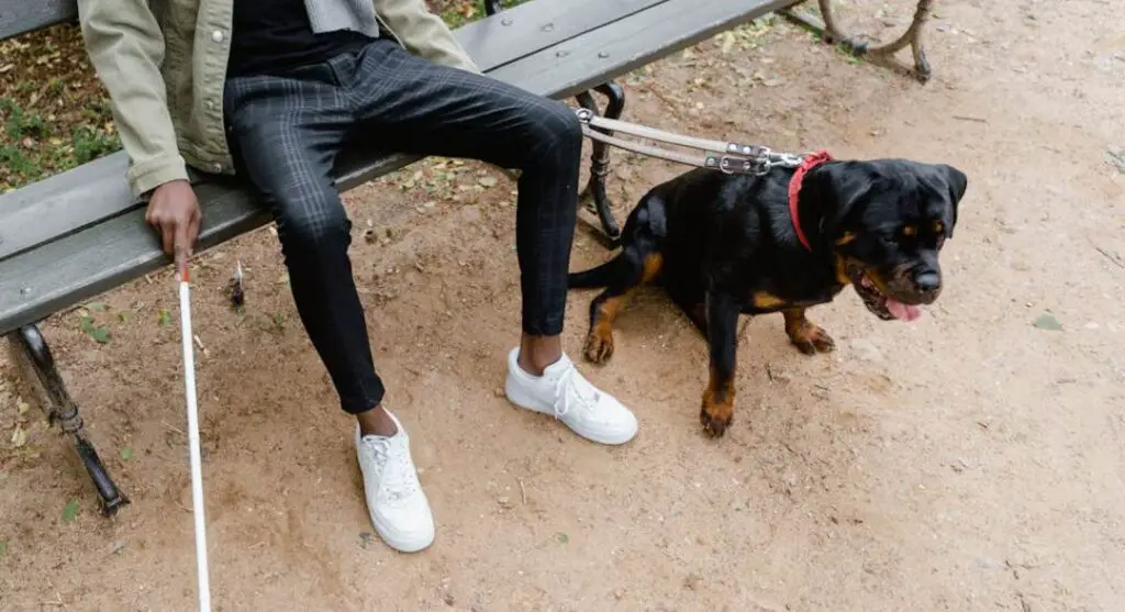 Sitting with a Rottweiler in a park