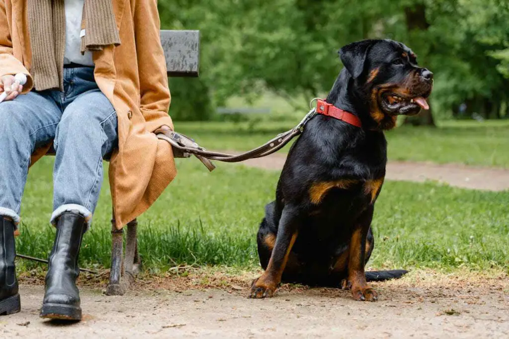 Rottweiler sitting with owner in a park