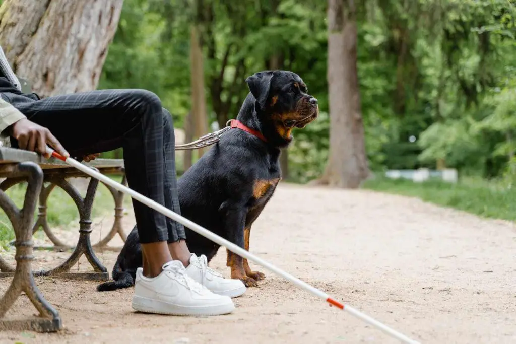 Rottweiler sitting in local park