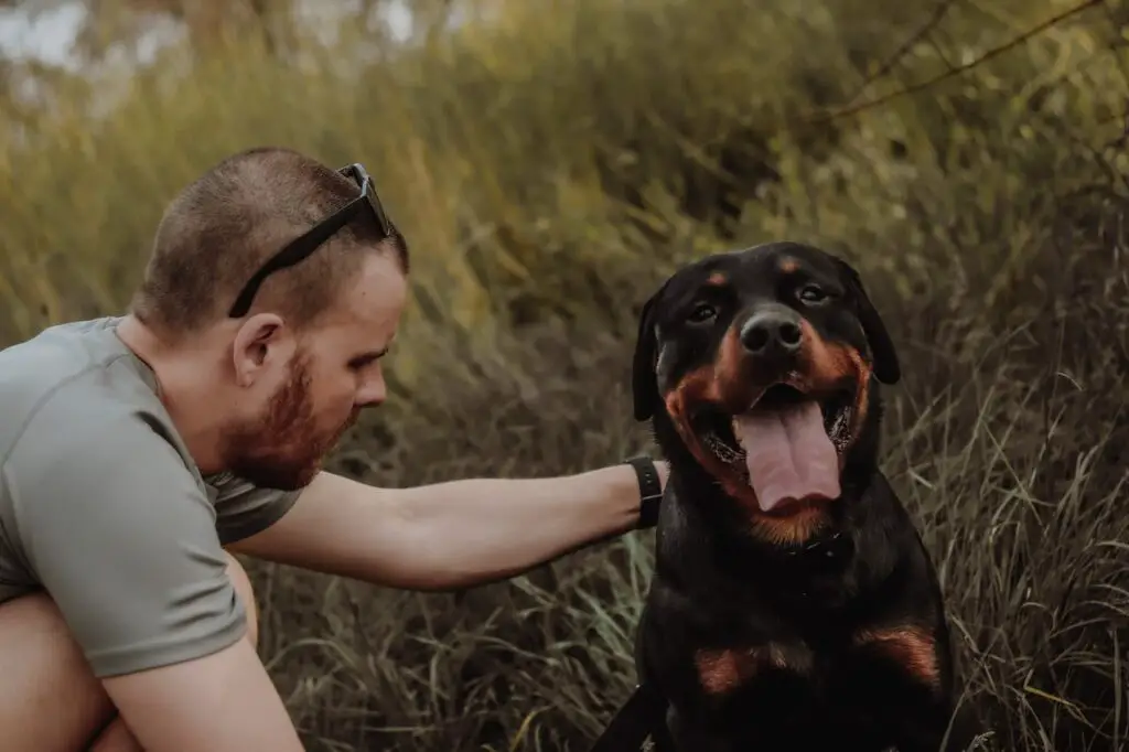 Friendly rottweiler with a man