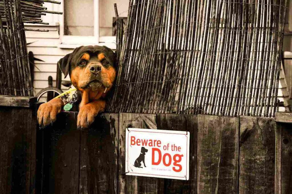 Rottweiler on fence