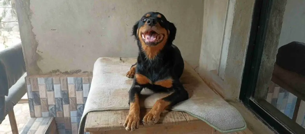 Rottweiler on a table