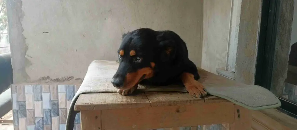 Rottweiler lying on top of a table