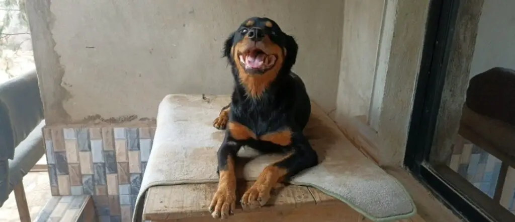 Rottweiler lying on top of a table