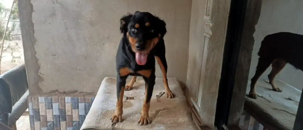 Rottweiler standing on top of a table