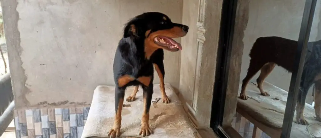 Rottweiler barking on top of a table