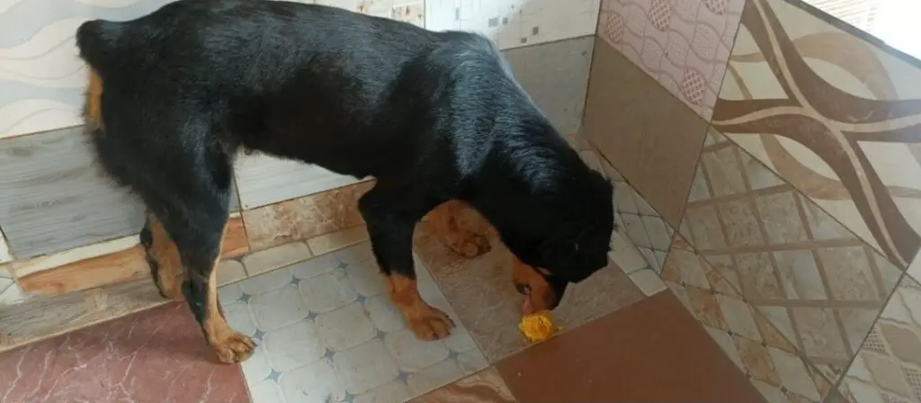 Rottweiler eating mango