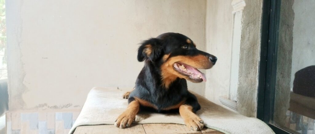 Rottweiler lying down