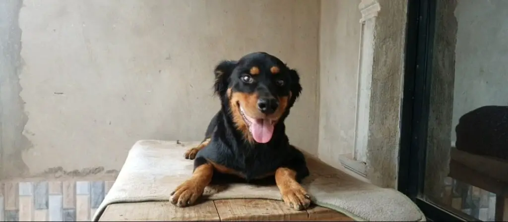 Rottweiler watching the owner