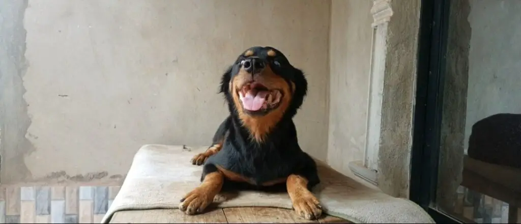 Rottweiler on top of a table