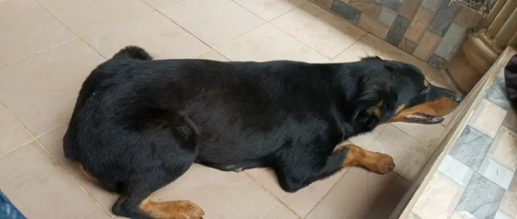 A tired Rottweiler