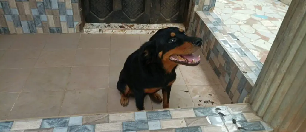 Rottweiler sitting on the floor