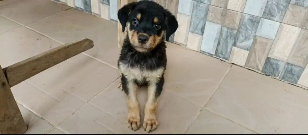 Rottweiler puppy sitting on the floor