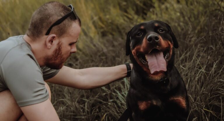 How to Train Rottweiler to Be Friendly