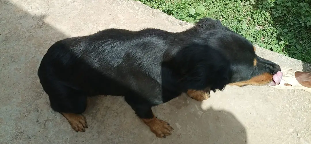 Rottweiler Training Commands