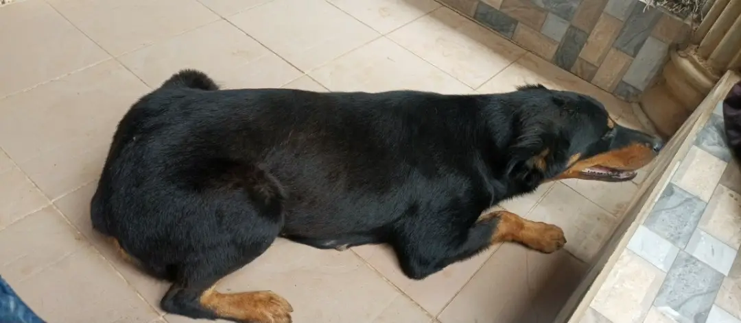 How To Help Your Rottweiler Lose Weight