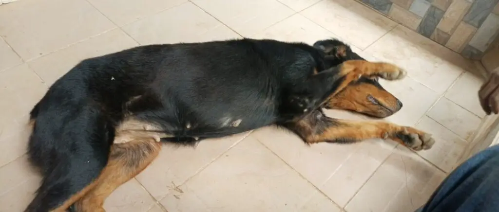 Rottweiler sleeping with one leg up