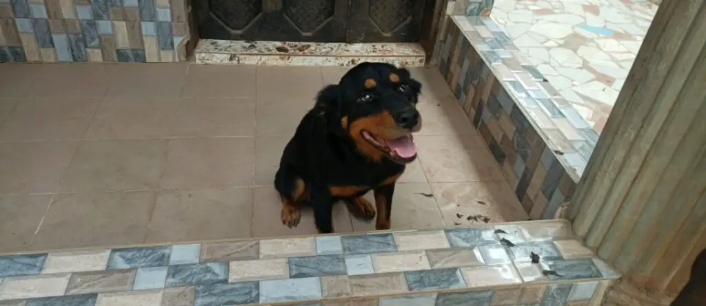 Rottweiler sitting down