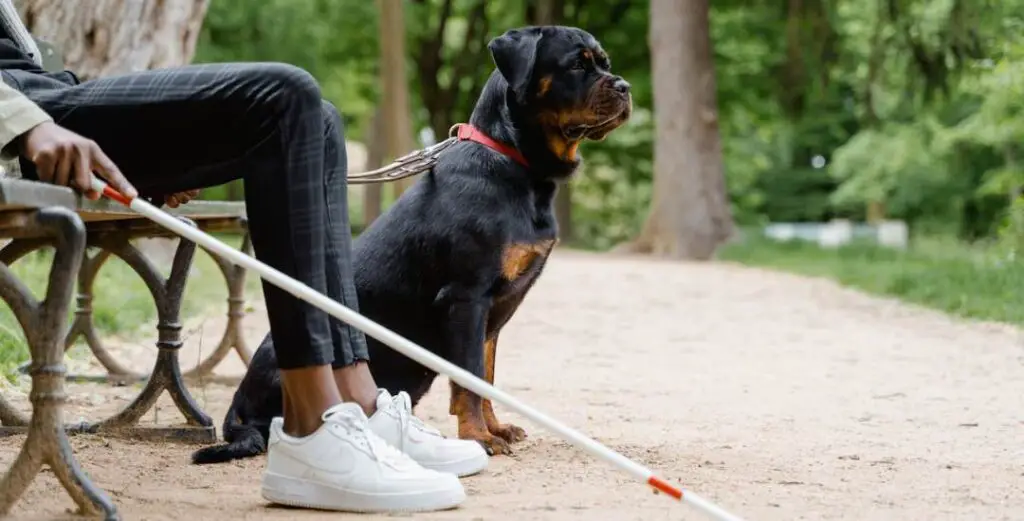 Rottweiler at dog Park