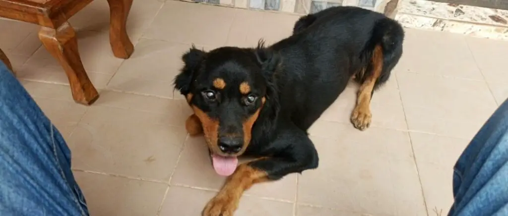 Rottweiler lying down