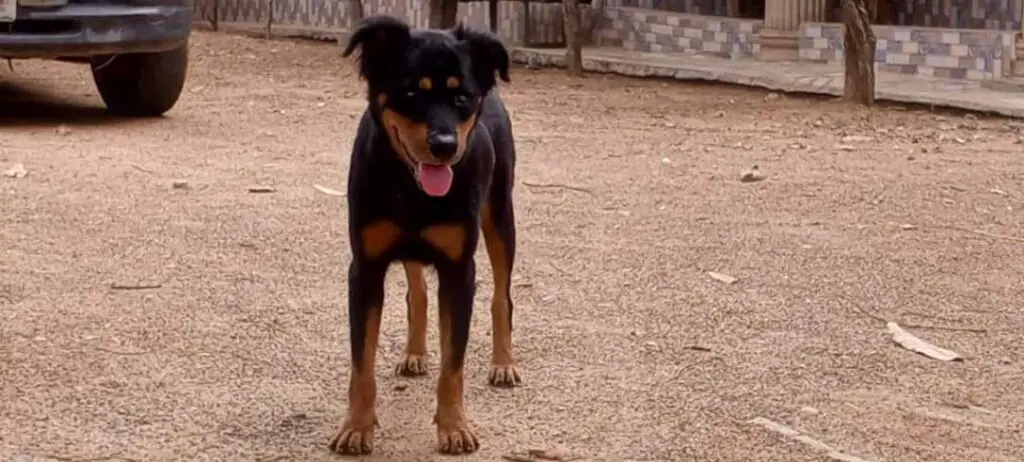 Rottweiler standing