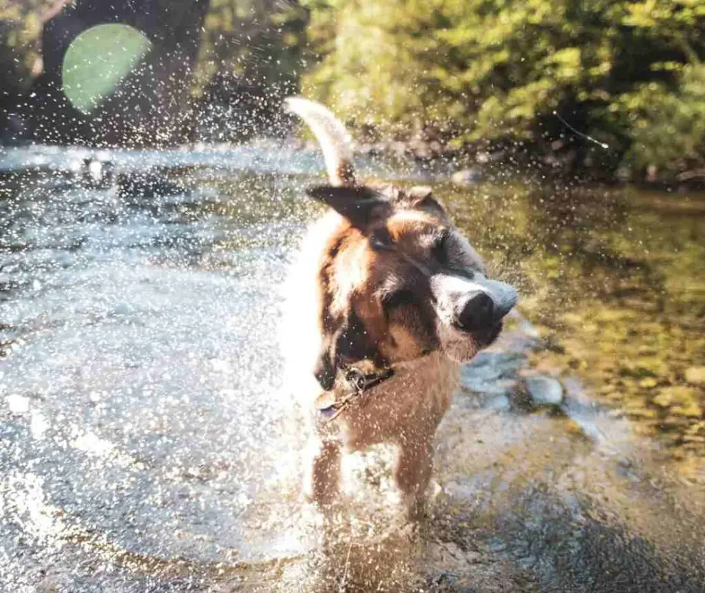 Dog swimming