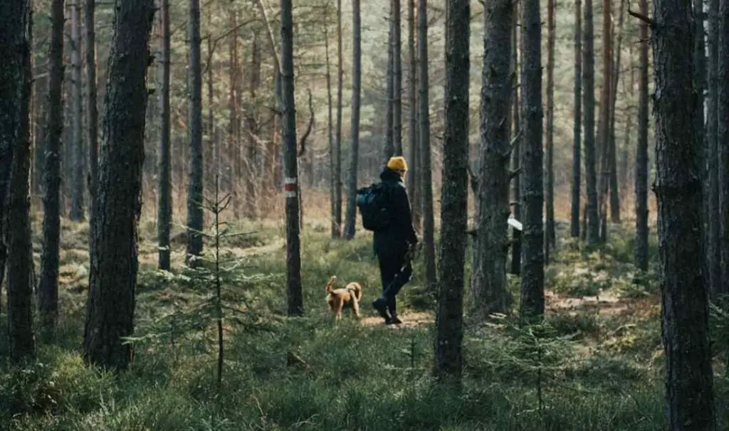 Dog in the woods with owner