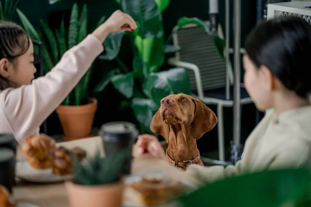 Dog at restaurant