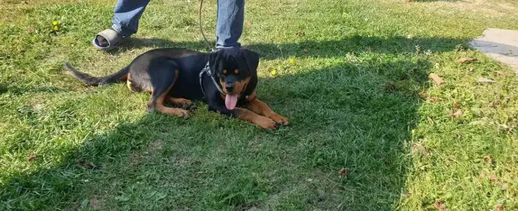 Rottweiler on a green grass