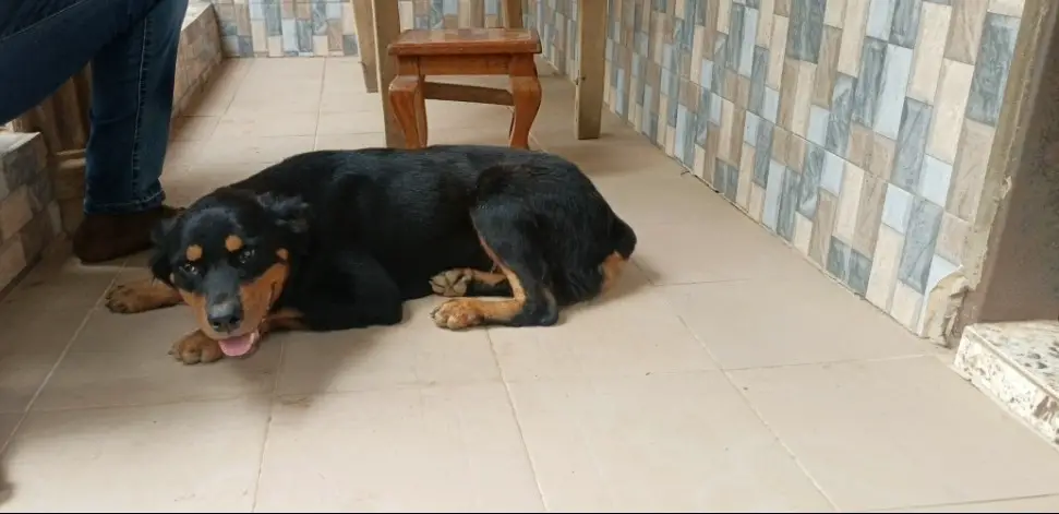 Old Rottweiler lying down