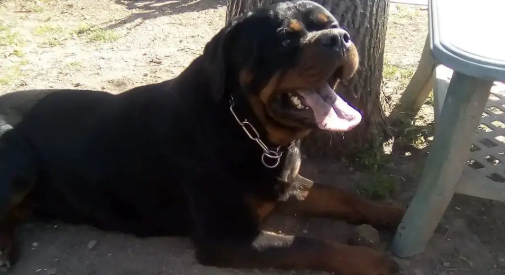 Rottweiler resting under the shade