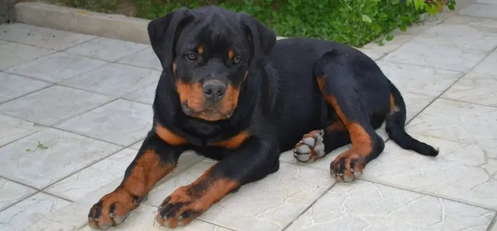 Rottweiler lying down