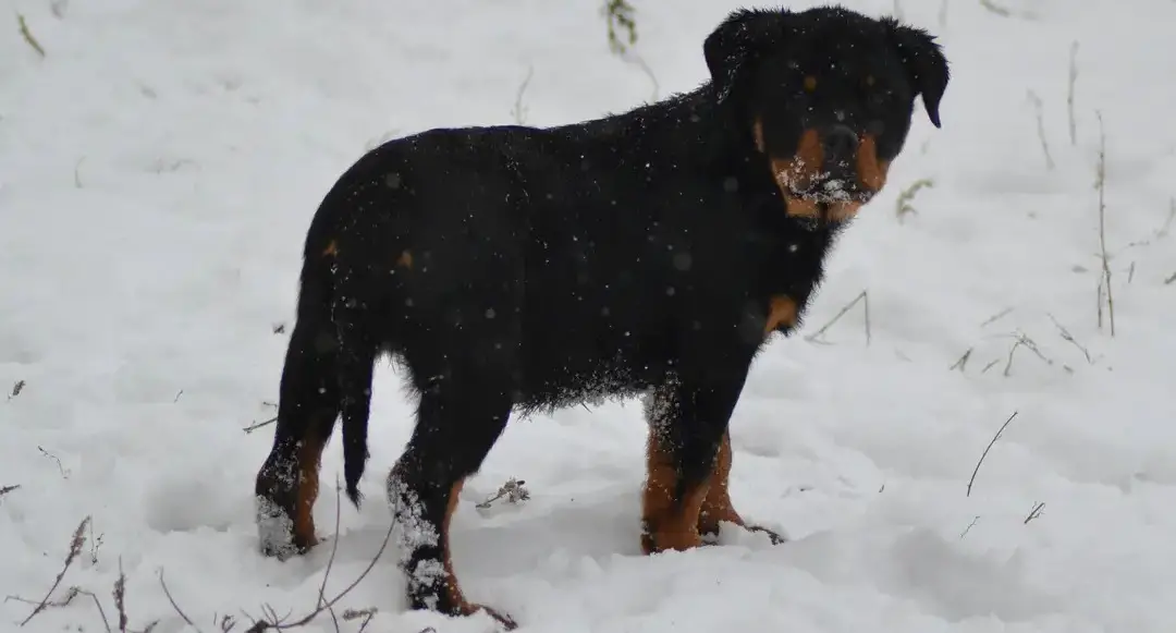 Why Is My Rottweiler Digging So Much