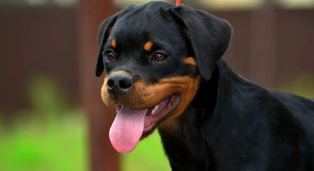 Pros of Owning a Rottweiler