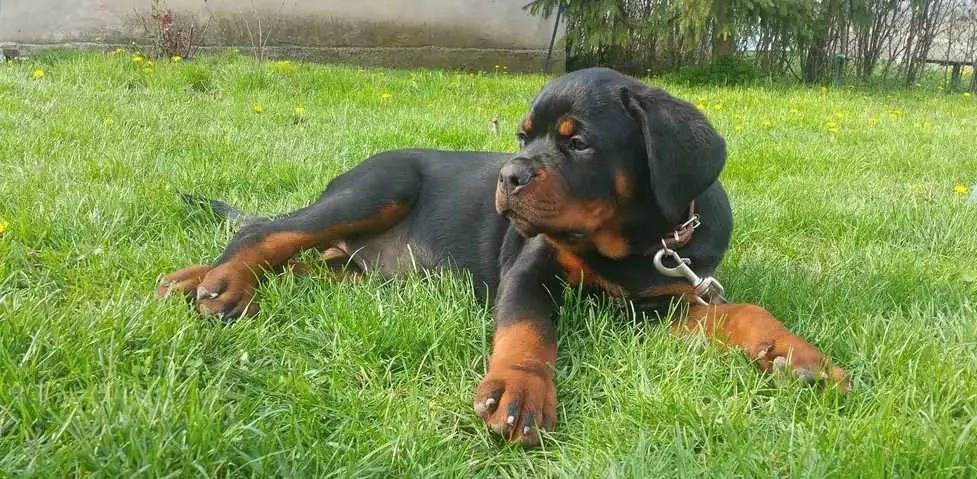 Rottweiler on a green grass